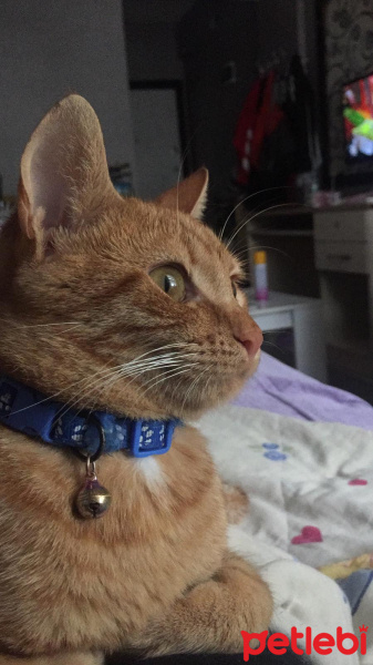Sarman, Kedi  Behlül fotoğrafı