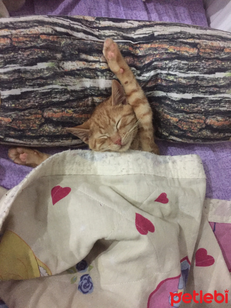 Sarman, Kedi  Behlül fotoğrafı