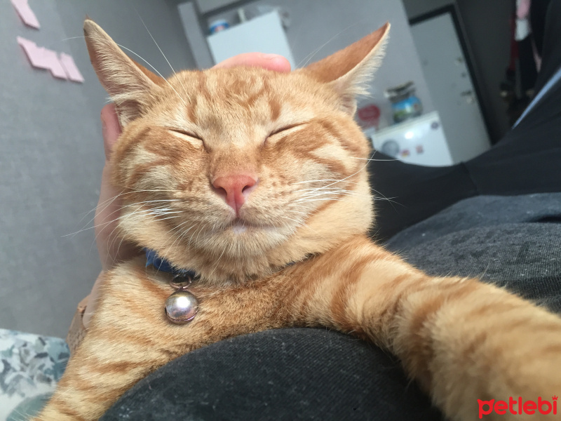 Sarman, Kedi  Behlül fotoğrafı