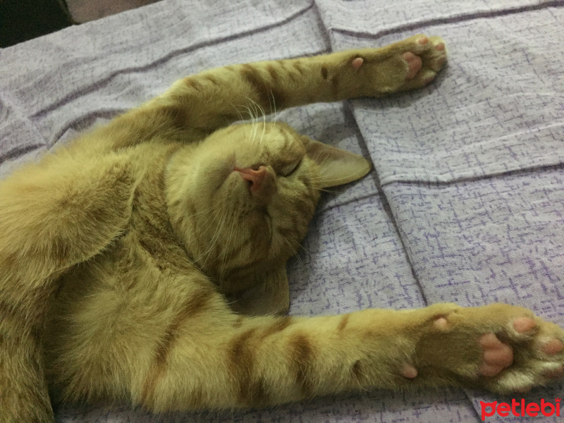 Sarman, Kedi  Behlül fotoğrafı