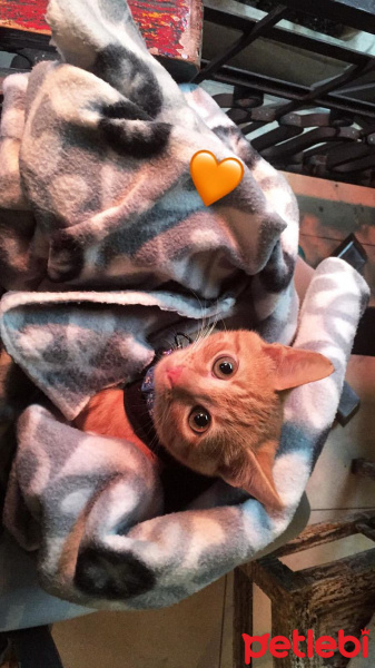 Sarman, Kedi  Behlül fotoğrafı