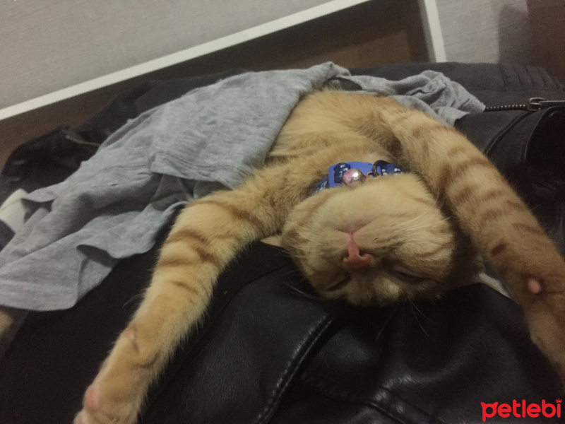 Sarman, Kedi  Behlül fotoğrafı