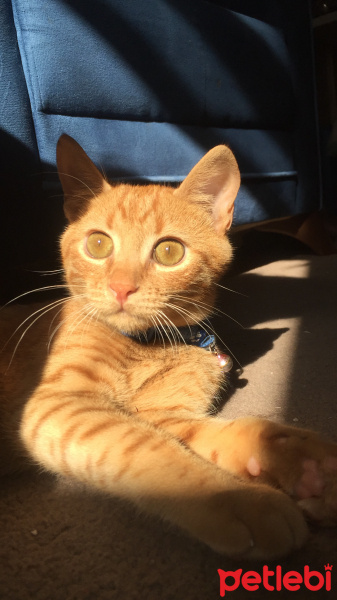 Sarman, Kedi  Behlül fotoğrafı