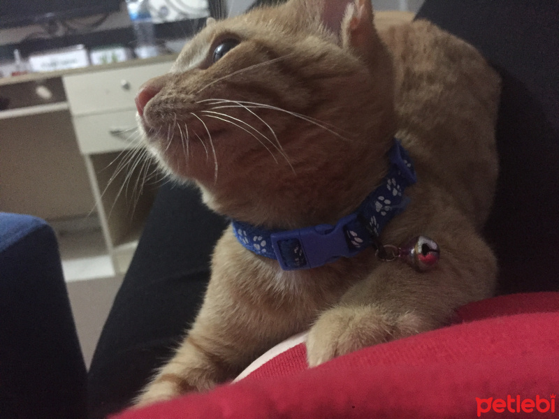 Sarman, Kedi  Behlül fotoğrafı