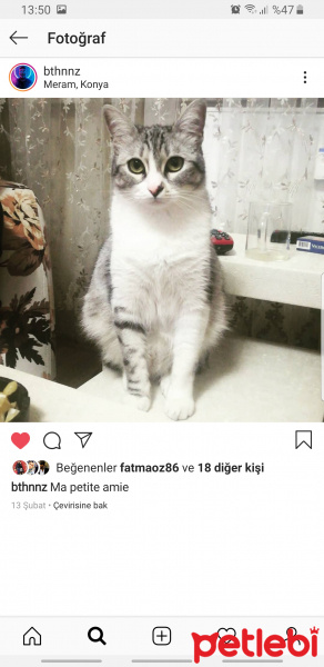 Tekir Kedi, Kedi  Papatya fotoğrafı