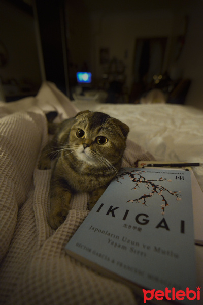 Scottish Fold, Kedi  müzeyyen fotoğrafı