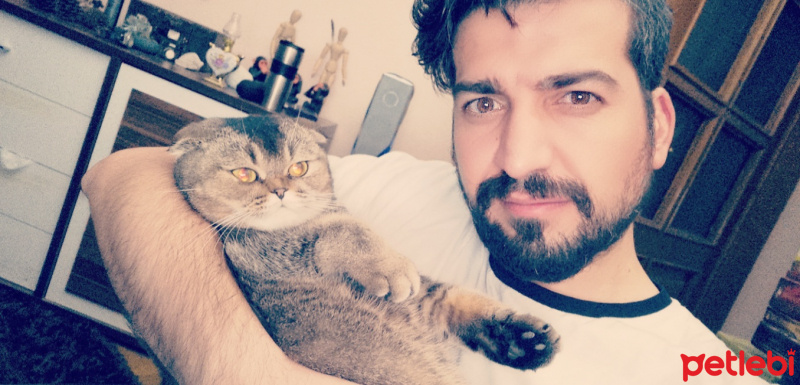 Scottish Fold, Kedi  müzeyyen fotoğrafı