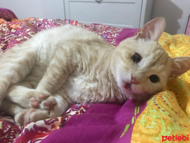 Tekir Kedi, Kedi  ŞEFTALİ fotoğrafı
