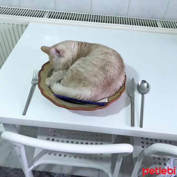 Tekir Kedi, Kedi  ŞEFTALİ fotoğrafı