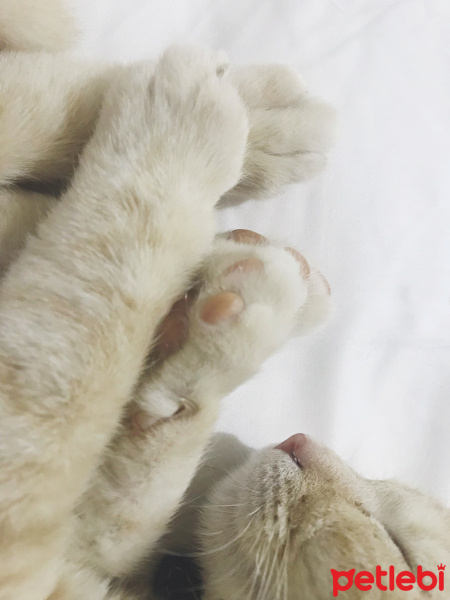 Tekir Kedi, Kedi  ŞEFTALİ fotoğrafı
