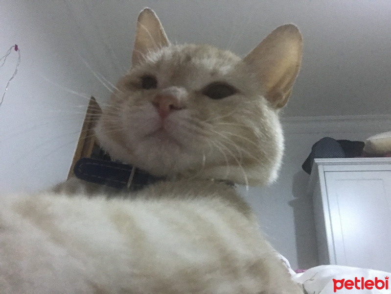Tekir Kedi, Kedi  ŞEFTALİ fotoğrafı