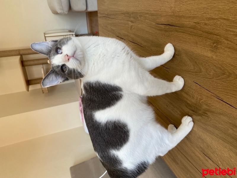 Tekir Kedi, Kedi  ŞEFTALİ fotoğrafı