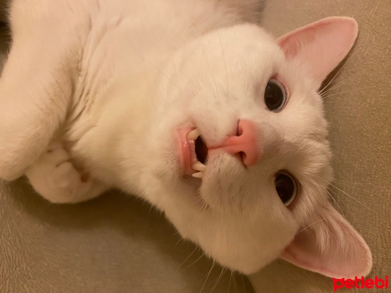 Tekir Kedi, Kedi  ŞEFTALİ fotoğrafı
