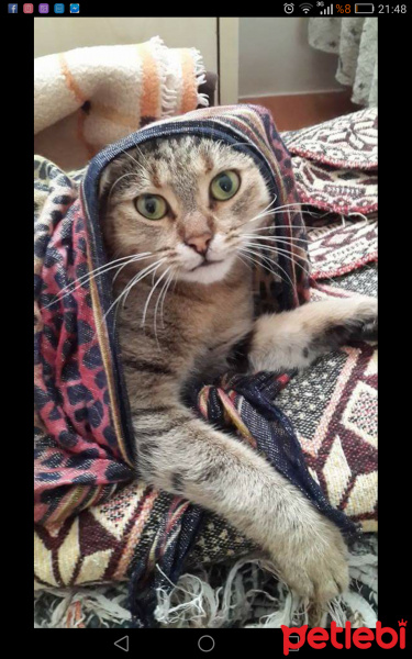 Tekir Kedi, Kedi  Küçük dostlarim fotoğrafı