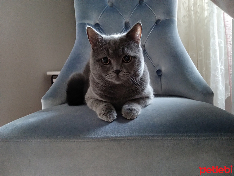 British Shorthair, Kedi  Narkoz fotoğrafı