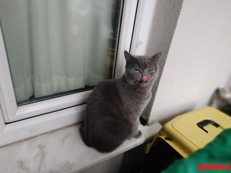 British Shorthair, Kedi  Narkoz fotoğrafı