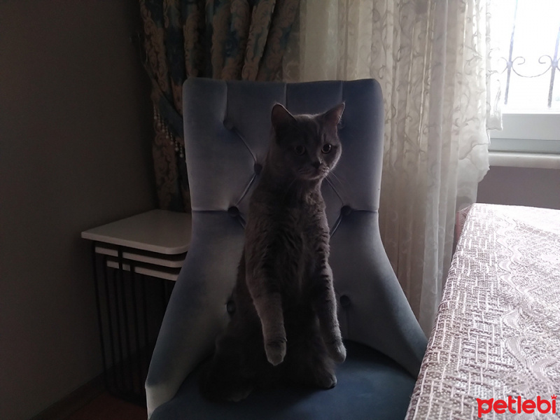 British Shorthair, Kedi  Narkoz fotoğrafı