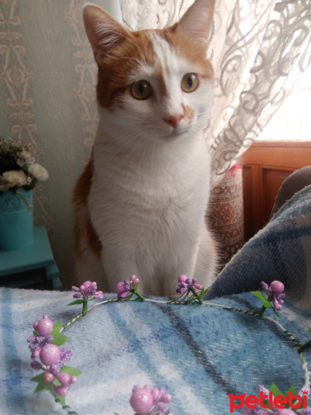 Tekir Kedi, Kedi  OMLET fotoğrafı