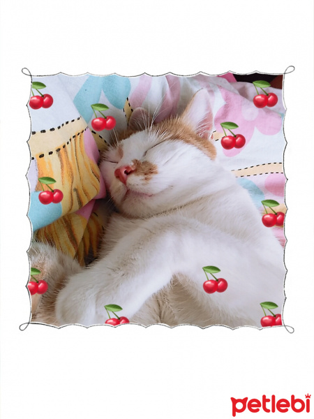 Tekir Kedi, Kedi  OMLET fotoğrafı
