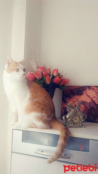 Tekir Kedi, Kedi  OMLET fotoğrafı