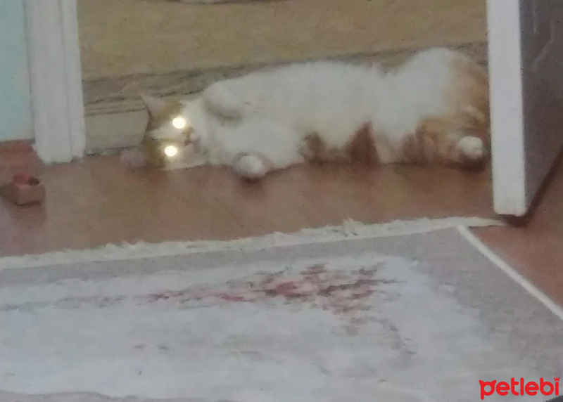 Tekir Kedi, Kedi  OMLET fotoğrafı