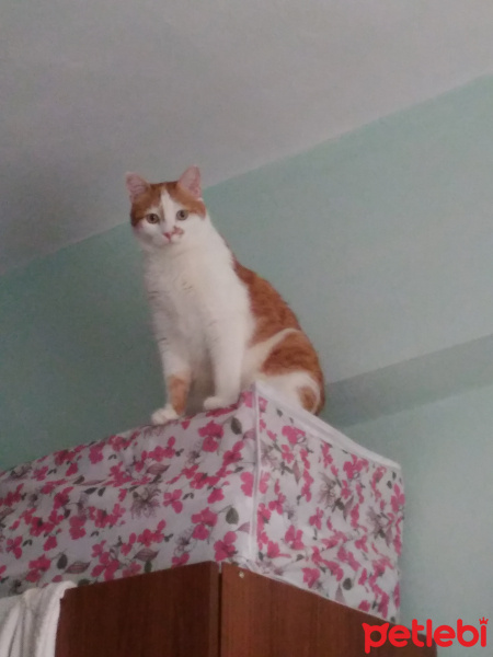 Tekir Kedi, Kedi  OMLET fotoğrafı