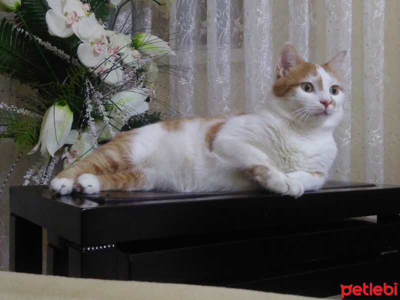 Tekir Kedi, Kedi  OMLET fotoğrafı