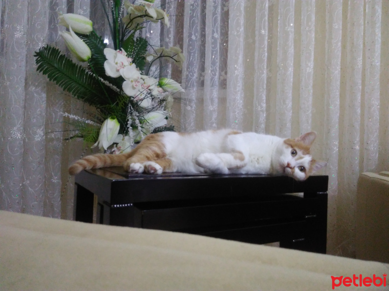 Tekir Kedi, Kedi  OMLET fotoğrafı