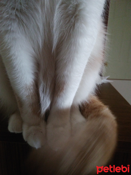 Tekir Kedi, Kedi  OMLET fotoğrafı