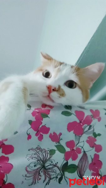 Tekir Kedi, Kedi  OMLET fotoğrafı