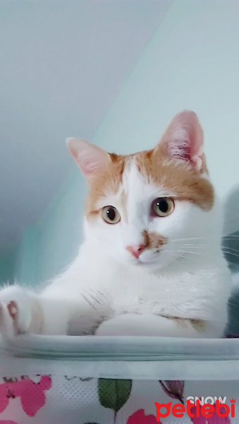 Tekir Kedi, Kedi  OMLET fotoğrafı