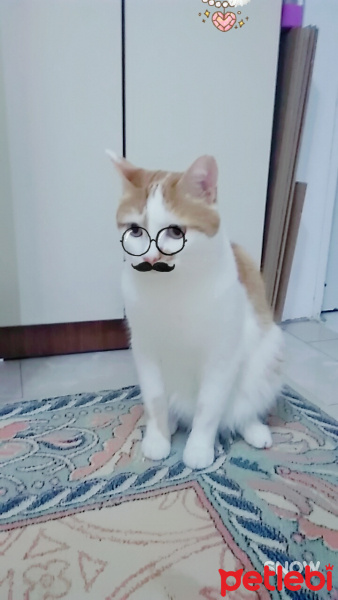 Tekir Kedi, Kedi  OMLET fotoğrafı