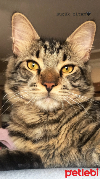 Tekir Kedi, Kedi  Chucky fotoğrafı