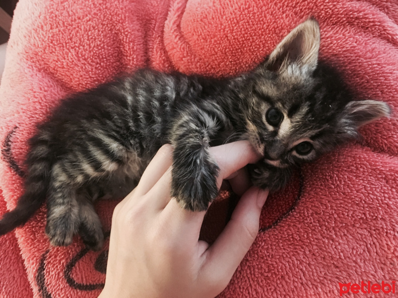Tekir Kedi, Kedi  Chucky fotoğrafı