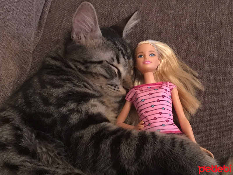 Tekir Kedi, Kedi  Chucky fotoğrafı