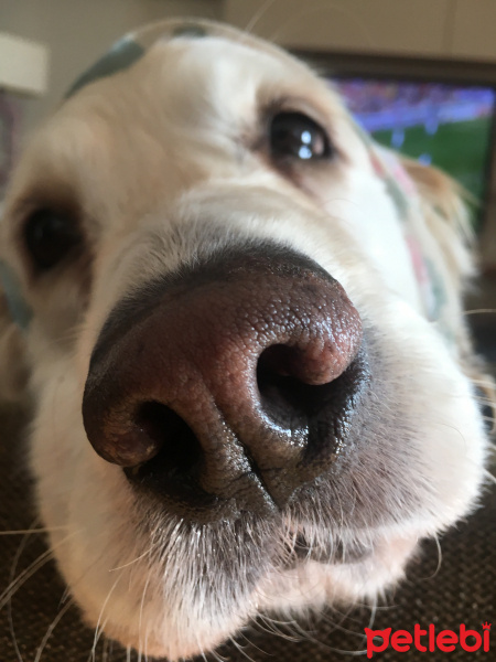 Golden Retriever, Köpek  Pony fotoğrafı