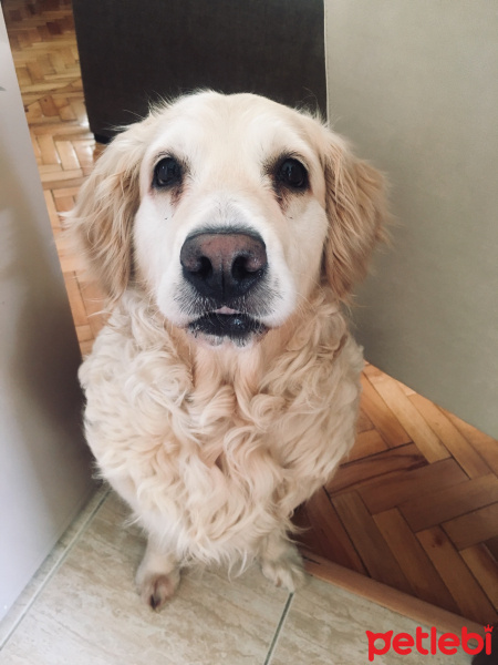 Golden Retriever, Köpek  Pony fotoğrafı