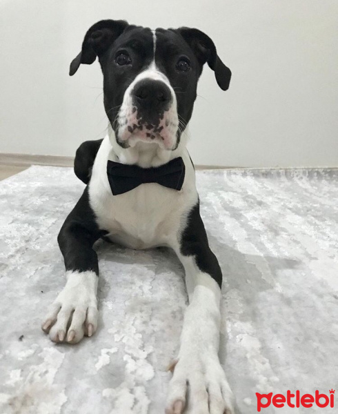 Amerikan Staffordshire Terrier, Köpek  Zeus fotoğrafı