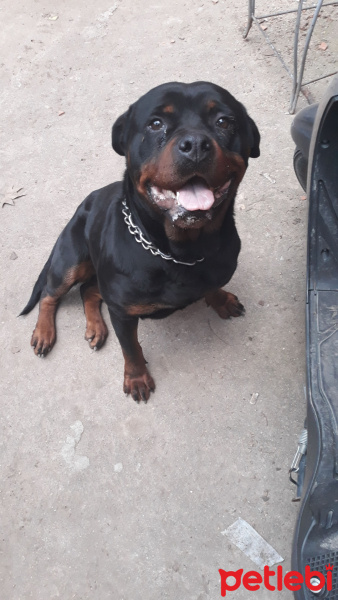 Rottweiler, Köpek  Nixy fotoğrafı
