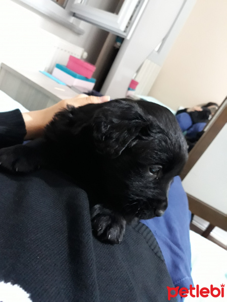 Labrador Retriever, Köpek  Zeytin fotoğrafı