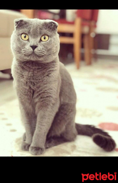 Scottish Fold, Kedi  Duman fotoğrafı