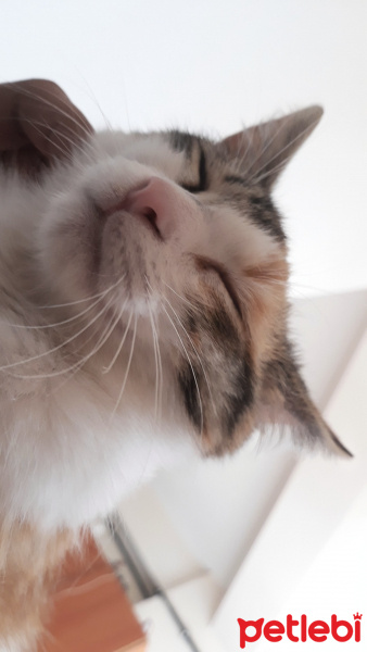 Tekir Kedi, Kedi  Lily fotoğrafı