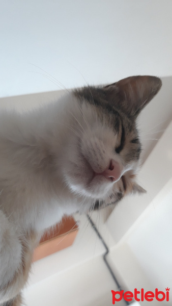 Tekir Kedi, Kedi  Lily fotoğrafı