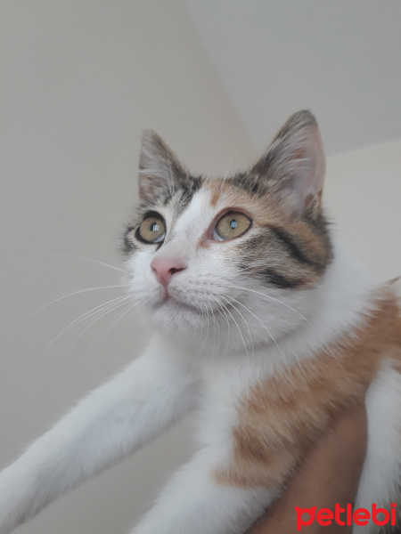 Tekir Kedi, Kedi  Lily fotoğrafı