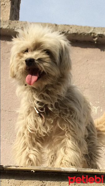 Maltese, Köpek  kızım fotoğrafı