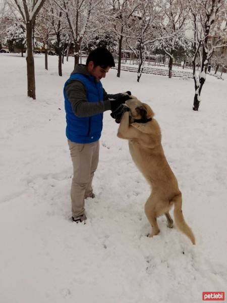 Kangal, Köpek  badem fotoğrafı