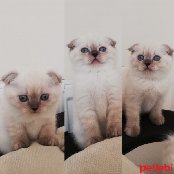 Scottish Fold, Kedi  Missha fotoğrafı