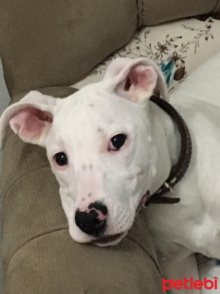 Dogo Arjantin, Köpek  Yağmur fotoğrafı