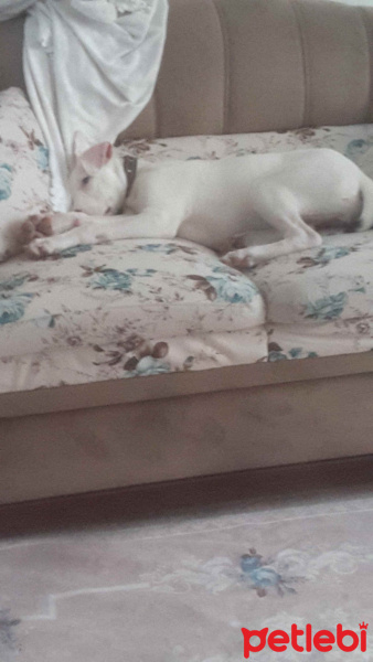 Dogo Arjantin, Köpek  Yağmur fotoğrafı