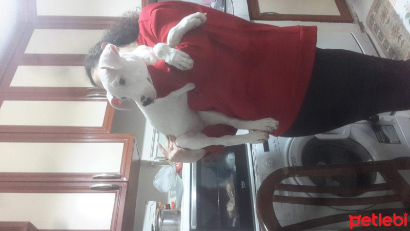 Dogo Arjantin, Köpek  Yağmur fotoğrafı
